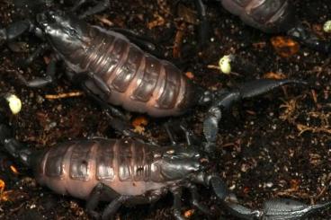 Scorpions kaufen und verkaufen Photo: For HAMM Chersonesometrus tristis CB i3-i4