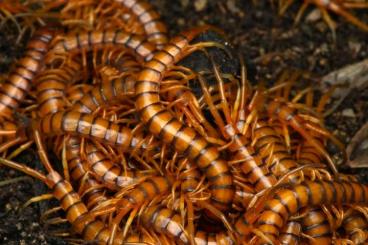 Myriapoda kaufen und verkaufen Foto: Scolopendra alternans "Red Giant" plings for HAMM