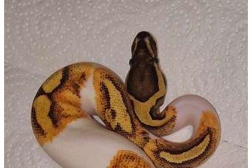 Ball Pythons kaufen und verkaufen Photo: Enchi Fire Piebald 0,1 von 2023 