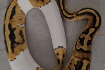 Königspythons kaufen und verkaufen Foto: 1,0 Piebald het.Dessert von 2023