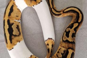 Königspythons kaufen und verkaufen Foto: 1,0 Piebald het.Dessert Ghost von 2023