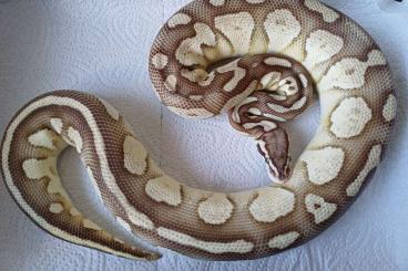 Ball Pythons kaufen und verkaufen Photo: 1.0 Butter Pastel Nachzucht 2022