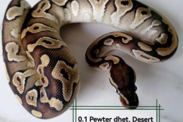 Ball Pythons kaufen und verkaufen Photo: 1.2 doppelhets Axanthik VPI Desert Ghost 