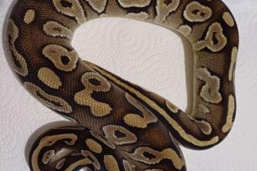 Ball Pythons kaufen und verkaufen Photo: Doppelhets für Axanthik VPI Desert Ghost 