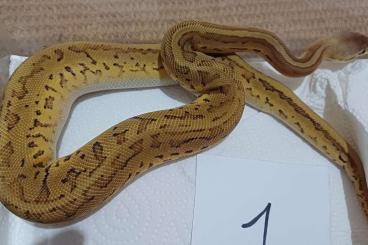 Königspythons kaufen und verkaufen Foto: 1.0 Citrus Pastel Pinstripe Leopard Mojave 