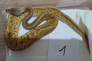 Ball Pythons kaufen und verkaufen Photo: 2.0 Citrus Pastel Pinstripe Leopard Mojave Nz24 