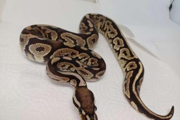 Pythons kaufen und verkaufen Photo: Königspython für Recklinghausen Pythons kaufen und verkaufen Photo: Königspython für Recklinghausen