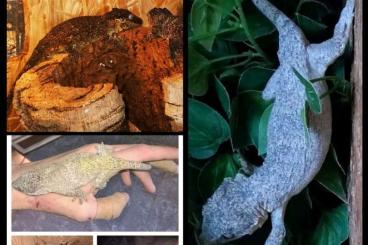 Geckos kaufen und verkaufen Foto: R. Auriculatus Reticulated Package  5.17 Medi up to Adult Size  