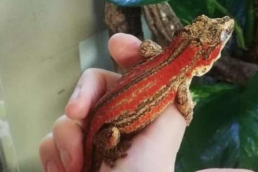 Geckos kaufen und verkaufen Photo: R. Auriculatus x.x Reticulated/Striped Geckos kaufen und verkaufen Photo: R. Auriculatus x.x Reticulated/Striped