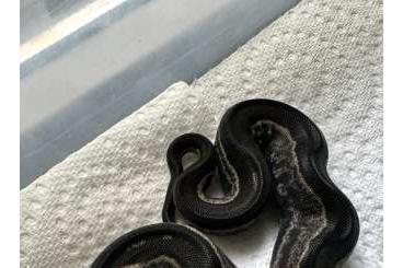 Boas kaufen und verkaufen Foto: Boa constrictor Fire IMG Motley