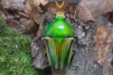 Insects kaufen und verkaufen Photo: Beetle Fruit Chafer Rosenkäfer Käfer Käferlarven Larven larvaes