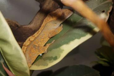 Geckos kaufen und verkaufen Foto: Kronengecko  - Correlophus Ciliatus