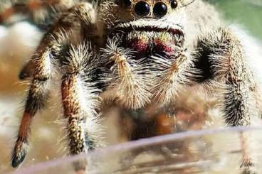 Spinnen und Skorpione kaufen und verkaufen Foto:    I will sell  Phidippus regius