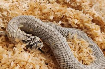Snakes kaufen und verkaufen Photo: Heterodon Nasicus (Hakennasennatter) NZ24