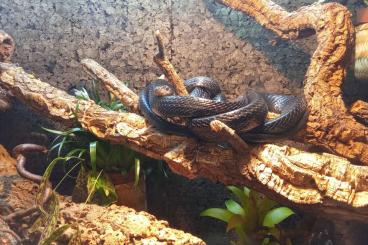 Snakes kaufen und verkaufen Photo: Boiga dendrophila gemmicincta