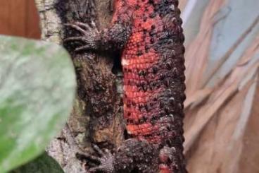 Lizards kaufen und verkaufen Photo: HAMM Shinisaurus crocodilurus Pick Up possible