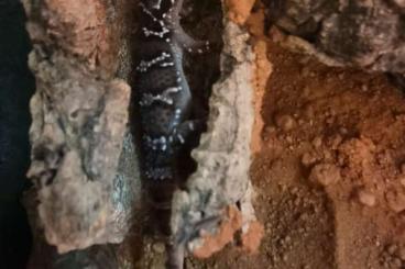 Geckos kaufen und verkaufen Photo: 0.1 Hemidactylus triedrus (Hamm pick up possible)