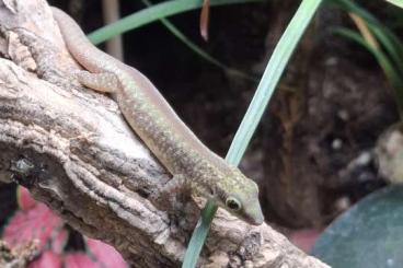 Geckos kaufen und verkaufen Foto: Phelsuma Robertmertensi 0,1,3