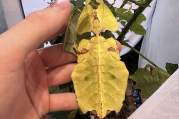 Insekten kaufen und verkaufen Foto: Phyllium Giganteum Gold and Green, Wandelndes Blatt, Presale