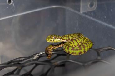 Venomous snakes kaufen und verkaufen Photo: Trimeresurus venustus CB24