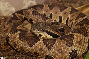 Venomous snakes kaufen und verkaufen Photo: Crotalus, Metlapilcoatlus and Bothrops for Houten 19/09