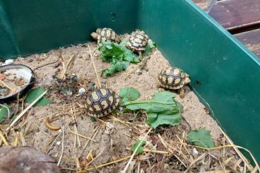 Landschildkröten kaufen und verkaufen Foto: Stigmochelys pardalis babcocki
