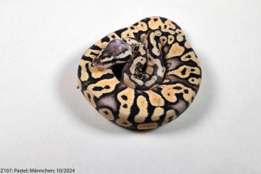 Königspythons kaufen und verkaufen Foto: Königspython Python regius Nachzuchten 2024 Banana Cinnamon Pastel Königspythons kaufen und verkaufen Foto: Königspython Python regius Nachzuchten 2024 Banana Cinnamon Pastel