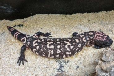 Lizards kaufen und verkaufen Photo: Heloderma proven breeding pair