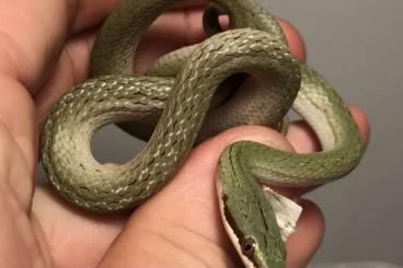 Snakes kaufen und verkaufen Photo: Gonyosoma Boulengerie cb24