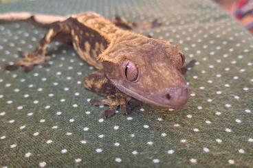 Geckos kaufen und verkaufen Photo: Offer for:   -Hamm 14.09  -Houten 22.09 -Snake Day 6.10