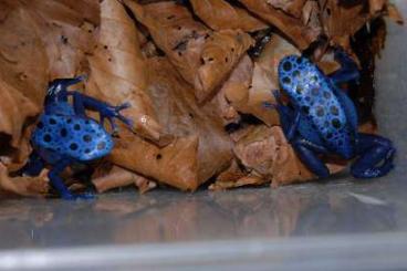 Pfeilgiftfrösche kaufen und verkaufen Foto: Biete Dendrobates azureus Jungtiere