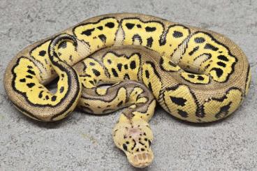 Ball Pythons kaufen und verkaufen Photo: Verschiedene Königspythons zur Abgabe