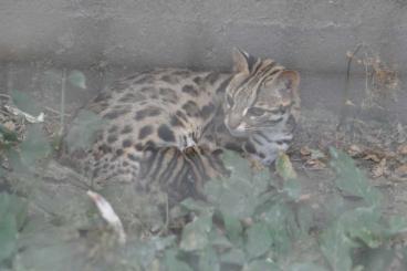 Exotic mammals kaufen und verkaufen Photo: ALC (Bengalkatzen Wildform)