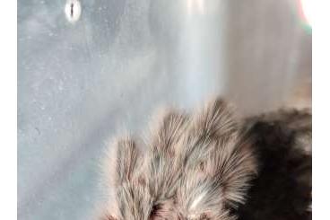 Vogelspinnen kaufen und verkaufen Foto: 1.0 Grammostola porteri (G. rosea NCF) adult