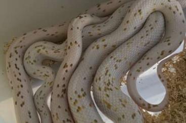 Snakes kaufen und verkaufen Photo: SEARCH FOR :BULLSNAKES AND CORNSNAKES