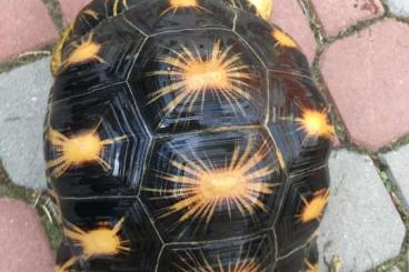 Landschildkröten kaufen und verkaufen Photo: Radiated tortoise for sale Landschildkröten kaufen und verkaufen Photo: Radiated tortoise for sale
