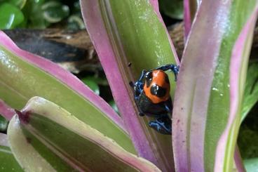 Pfeilgiftfrösche kaufen und verkaufen Foto: Biete Zuchtpaare/ Tiere für Ulm oder Marktheidenfeld und Terrarien