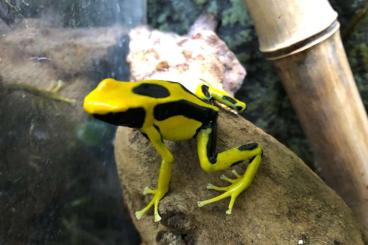 Poison dart frogs kaufen und verkaufen Photo: Biete Zuchtpaare für Ulm oder Marktheidenfeld und Terrarien