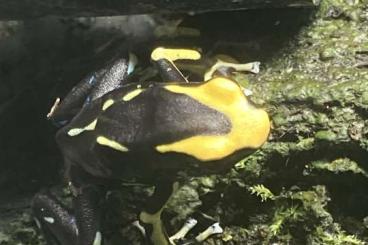 Pfeilgiftfrösche kaufen und verkaufen Foto: Biete für Marktheidenfeld Benedicta, Auratus,Patricia, Ole Marie