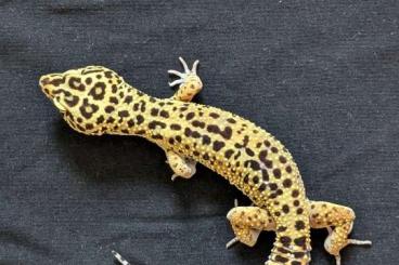 Geckos kaufen und verkaufen Foto: Leopardgeckos aus Rostock NZ 2024