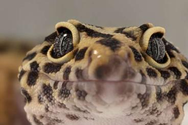 Geckos kaufen und verkaufen Photo: Leopardgeckos aus Rostock NZ 2024