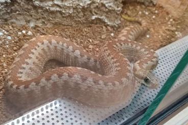 Venomous snakes kaufen und verkaufen Photo: Diverse europäische Vipern abzugeben 