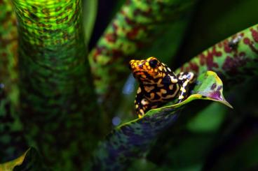 Pfeilgiftfrösche kaufen und verkaufen Foto: Oophaga histrionica / pumilio / granulifera 