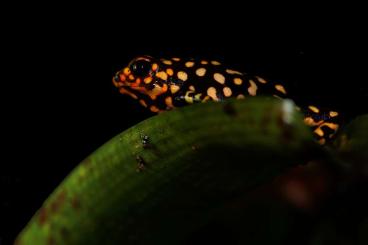 Pfeilgiftfrösche kaufen und verkaufen Foto: Oophaga histrionica Redhead & Oophaga granulifera Palmar Norte