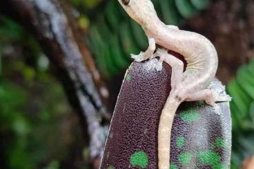 Geckos kaufen und verkaufen Photo: Hemiphyllodactylus typus -parthenogenesis like lepidodactylus lugubris