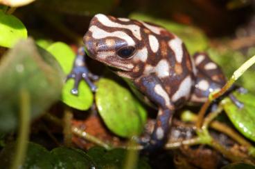 Poison dart frogs kaufen und verkaufen Photo: Hamm 11.03 Dendrobates auratus Pena Blanca