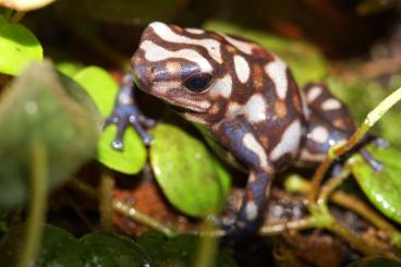 Pfeilgiftfrösche kaufen und verkaufen Foto: Hamm 11.03 Dendrobates auratus Pena Blanca