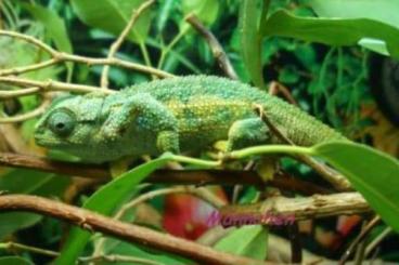 Chamaeleons kaufen und verkaufen Photo: Rhampholeon temporalis Rieppeleon brevicaudatus Trioceros sternfeldi 