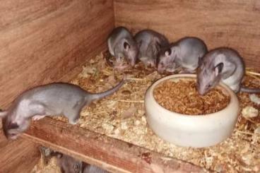 Exotische Säuger kaufen und verkaufen Foto: Gambia Riesenhamsterratten Cricetomys gambianus