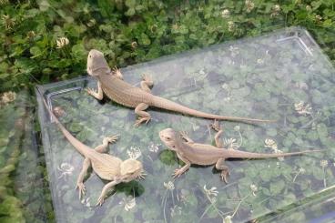 Bartagamen kaufen und verkaufen Foto: Offer Pogona vitticeps Red-Orange, Citrus, Witblits